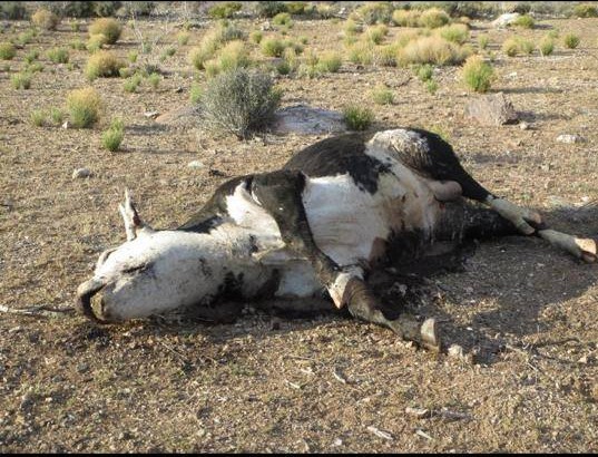 Name:  cow bundy-massacre-4-e1398034838606.jpg
Views: 110
Size:  103.6 KB